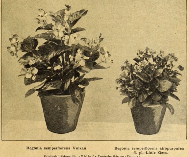 B. ‘Vulkan’